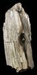 Cretaceous Petrified Wood - Texas #48860-5